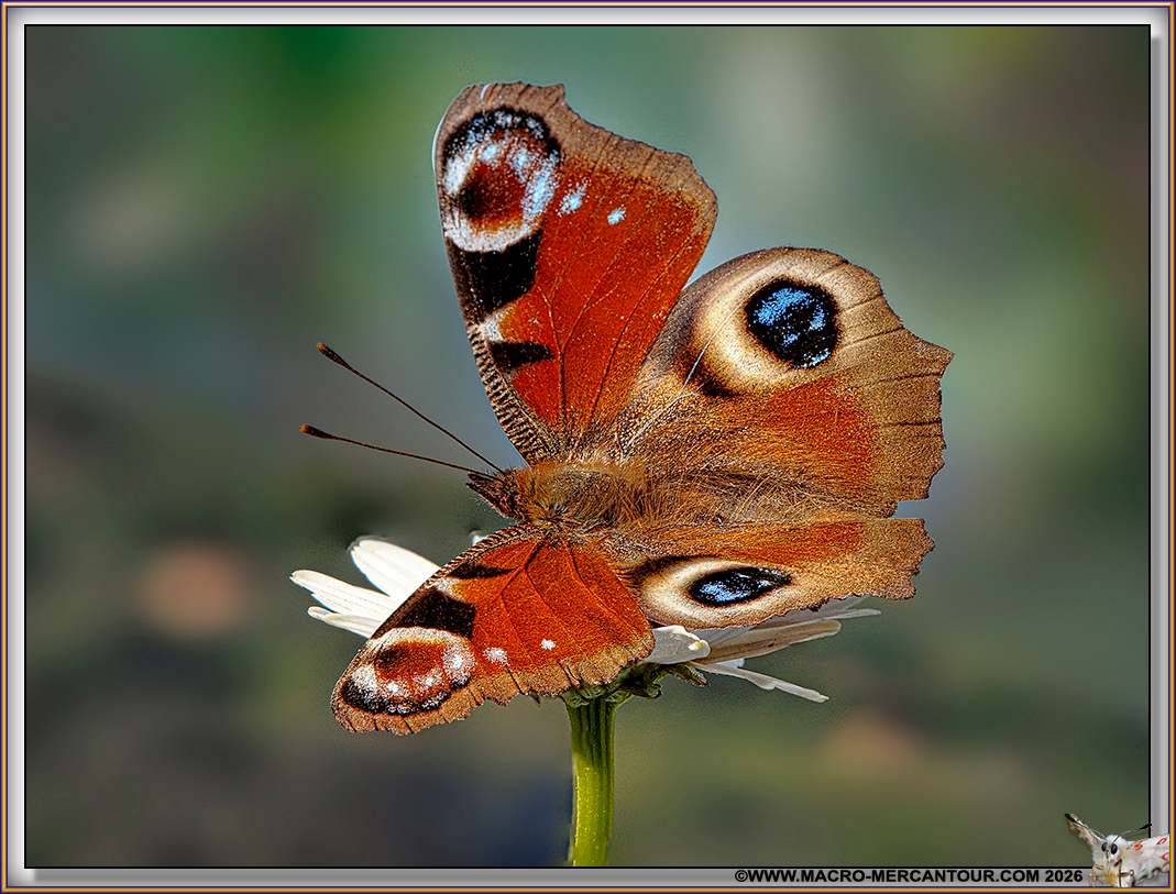 Grand Paon de jour